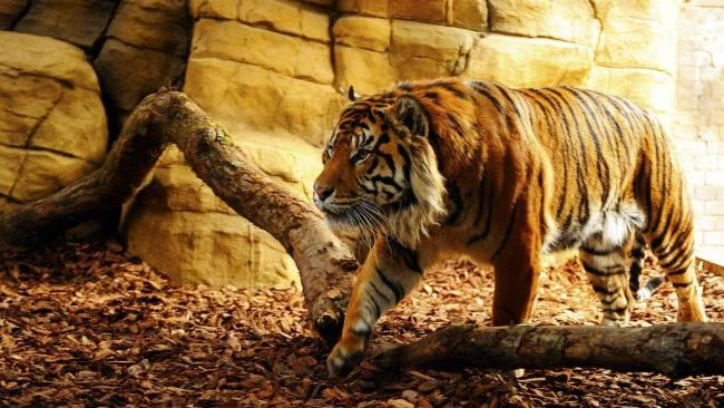 Koleksi gambar harimau terindah