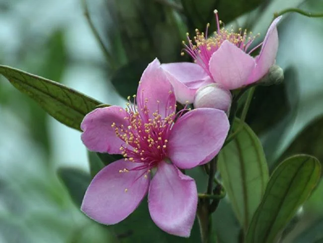 ملخص أجمل صور زهرة سيم