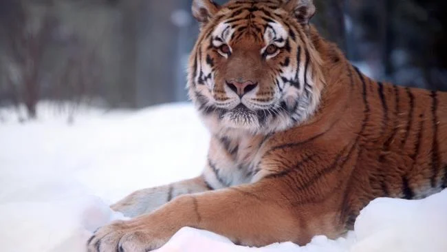 Koleksi gambar harimau terindah