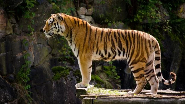 Koleksi gambar harimau terindah
