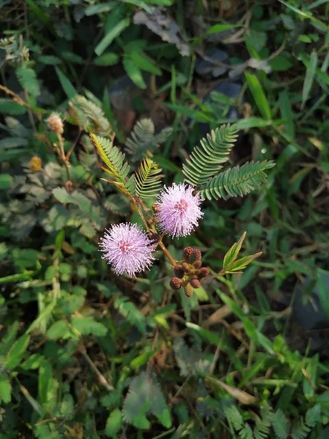 Gambar bunga dara yang cantik
