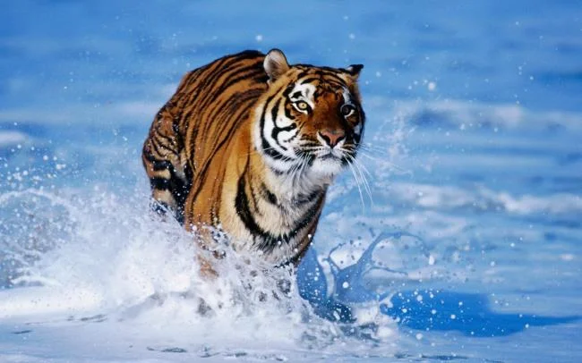 Koleksi gambar harimau terindah