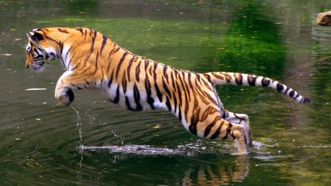 Koleksi gambar harimau terindah