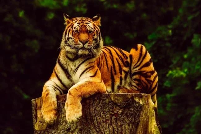 Koleksi gambar harimau terindah