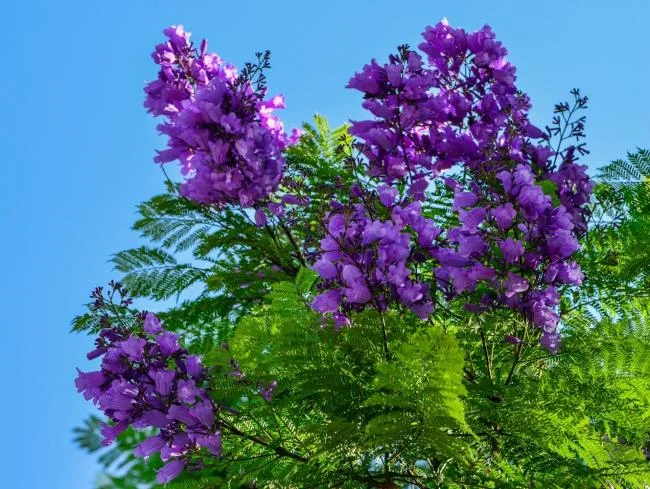 زهور العنقاء الأرجواني