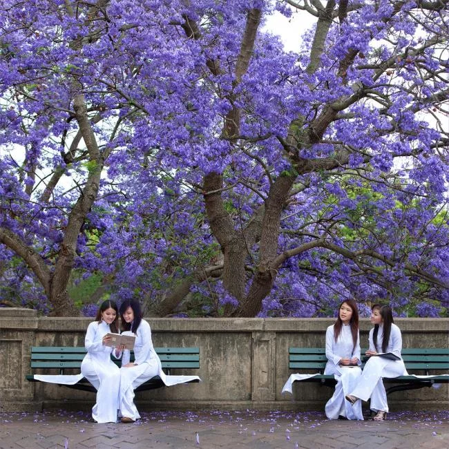 زهور العنقاء الأرجواني