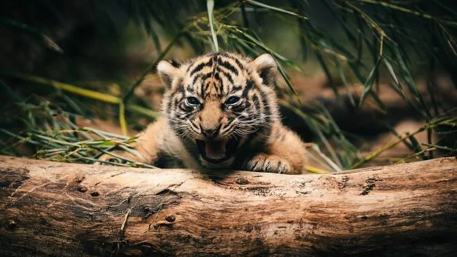 Koleksi gambar harimau terindah