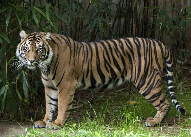 Koleksi gambar harimau terindah