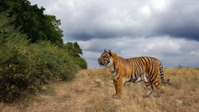Koleksi gambar harimau terindah