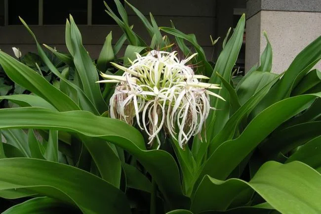 Foto Crinum latifolium L. yang indah.