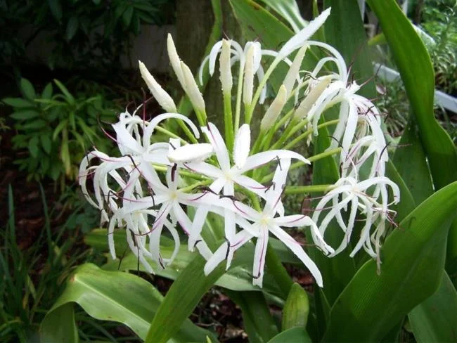 Foto Crinum latifolium L. yang indah.