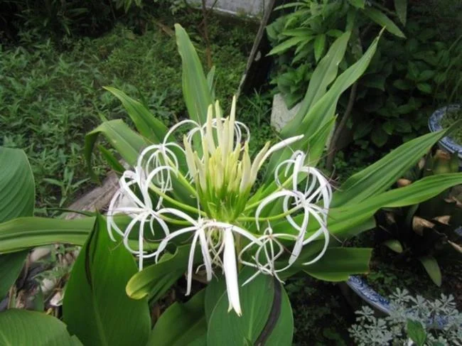 Foto Crinum latifolium L. yang indah.