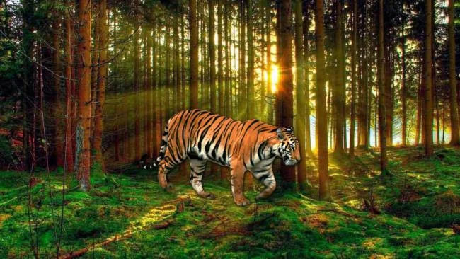 Koleksi gambar harimau terindah