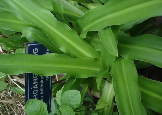 Foto Crinum latifolium L. yang indah.