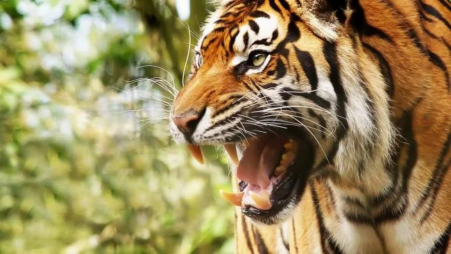Koleksi gambar harimau terindah