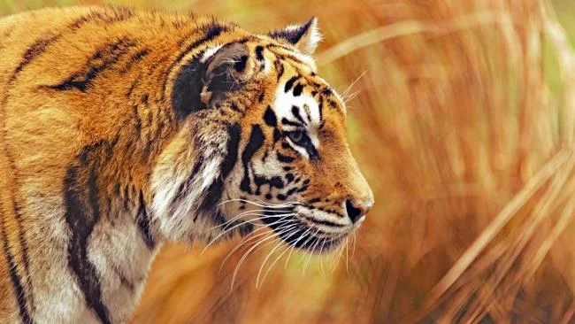 Koleksi gambar harimau terindah