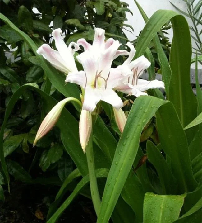 Foto Crinum latifolium L. yang indah.