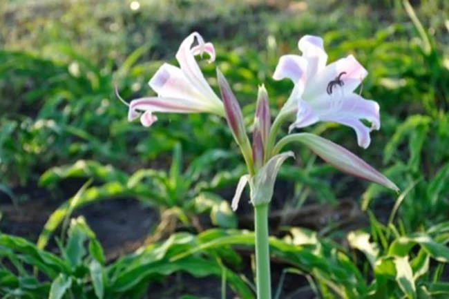 Foto Crinum latifolium L. yang indah.
