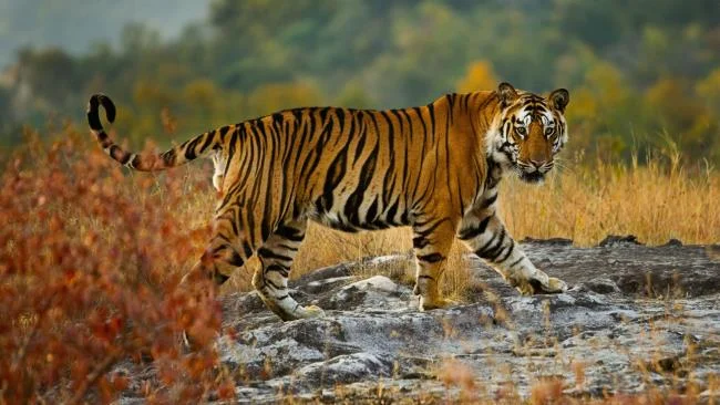 Koleksi gambar harimau terindah