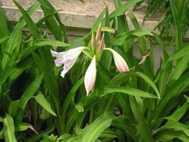 Foto Crinum latifolium L. yang indah.