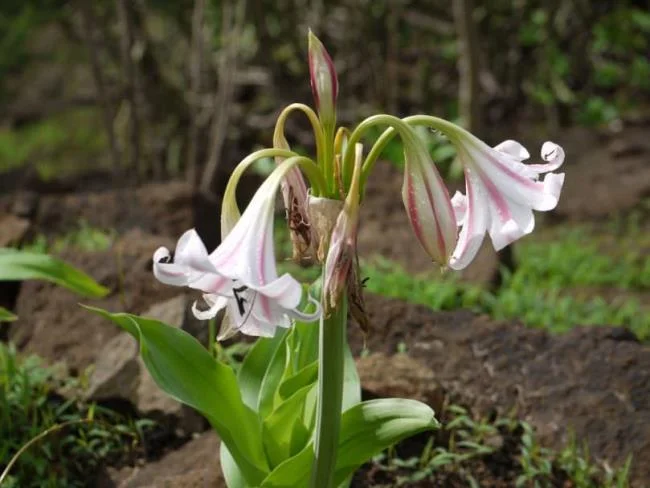 Foto Crinum latifolium L. yang indah.