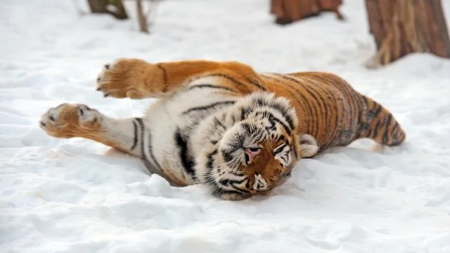 Koleksi gambar harimau terindah