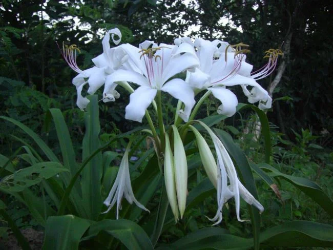 Foto Crinum latifolium L. yang indah.