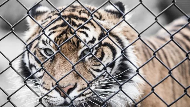 Koleksi gambar harimau terindah
