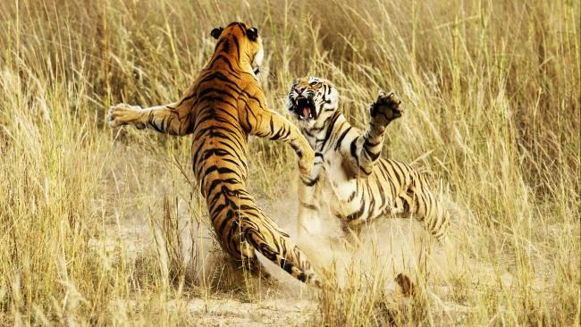 Koleksi gambar harimau terindah
