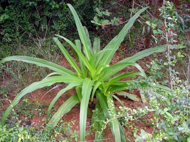 Foto Crinum latifolium L. yang indah.