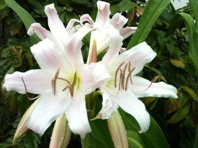Foto Crinum latifolium L. yang indah.