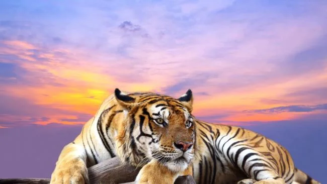 Koleksi gambar harimau terindah