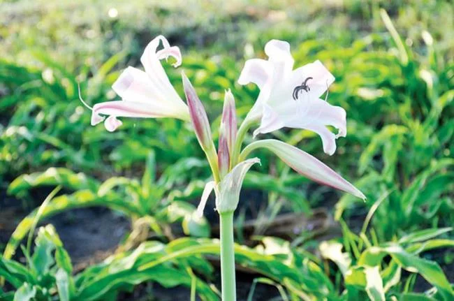 Foto Crinum latifolium L. yang indah.