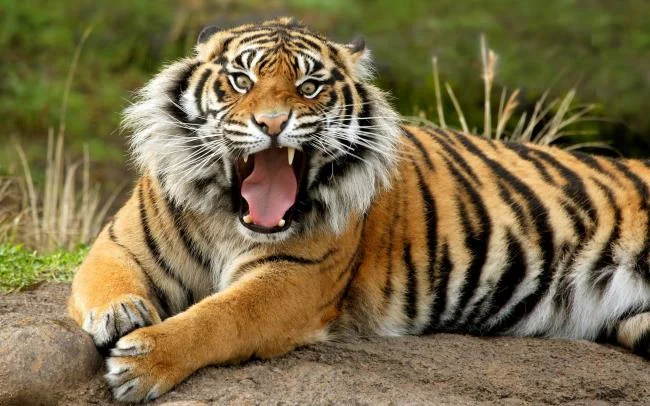 Koleksi gambar harimau terindah