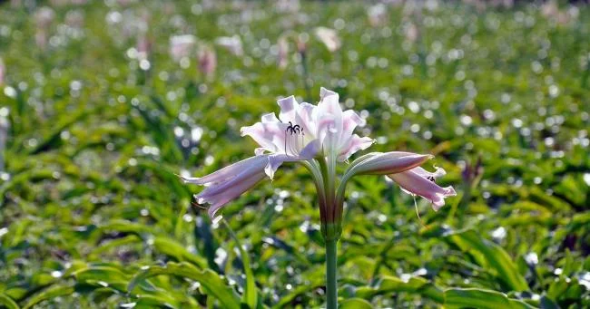 Foto Crinum latifolium L. yang indah.