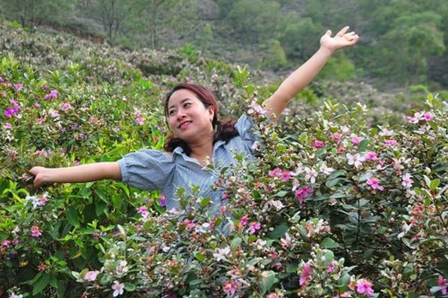 Ringkasan gambar bunga sim yang paling indah