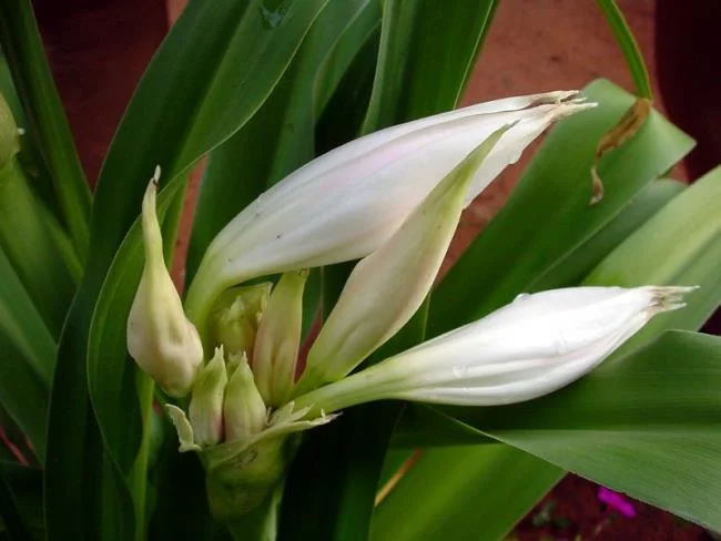 Foto Crinum latifolium L. yang indah.