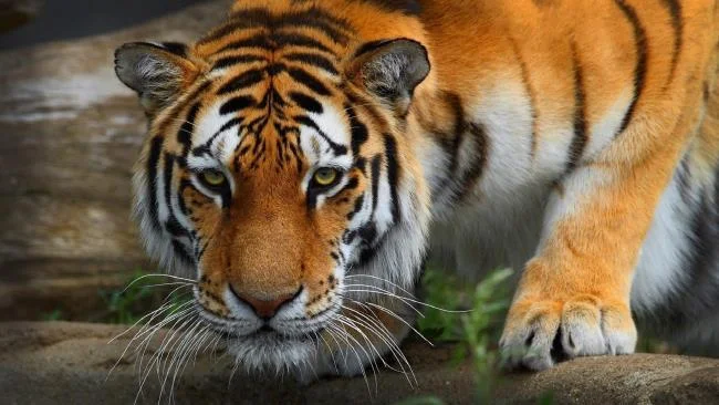 Koleksi gambar harimau terindah