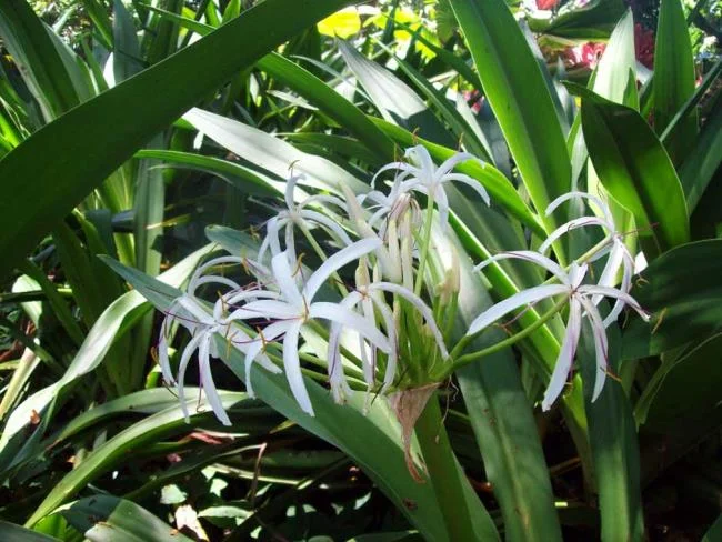 Foto Crinum latifolium L. yang indah.