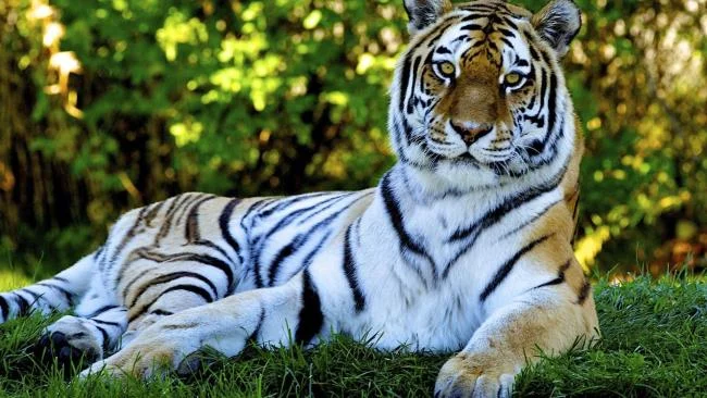 Koleksi gambar harimau terindah