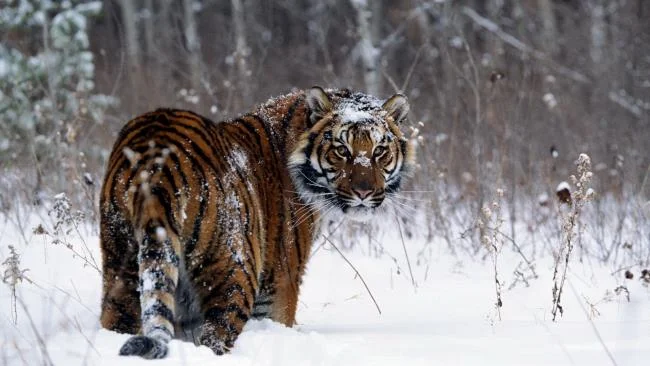 Koleksi gambar harimau terindah