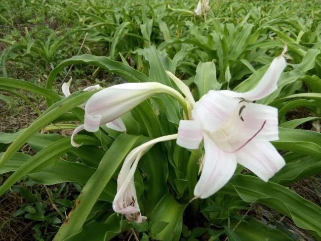 Foto Crinum latifolium L. yang indah.