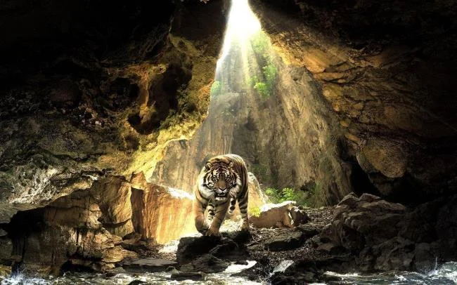 Koleksi gambar harimau terindah
