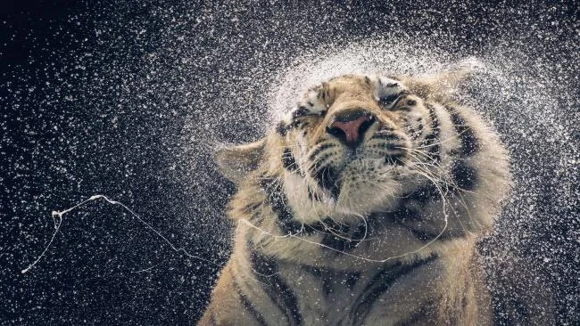 Koleksi gambar harimau terindah