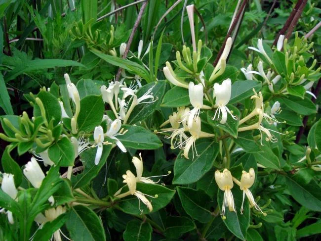 Foto Crinum latifolium L. yang indah.