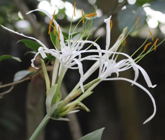 Foto Crinum latifolium L. yang indah.