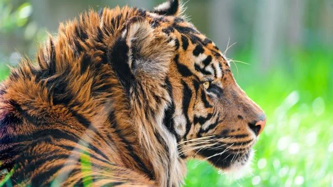 Koleksi gambar harimau terindah