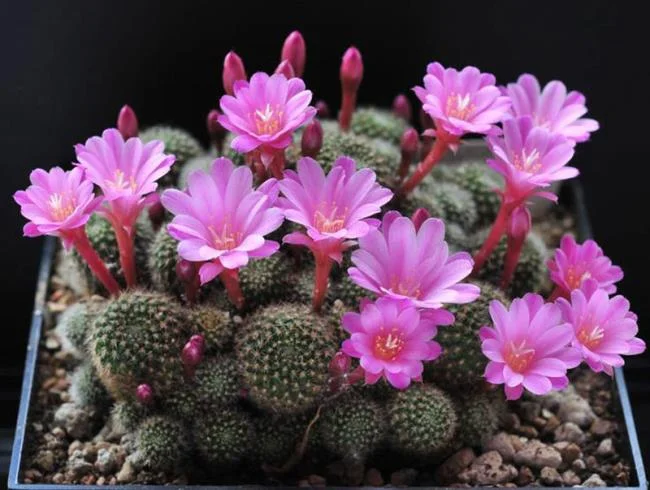 En güzel kaktüs çiçeklerinin görüntülerini birleştirmek