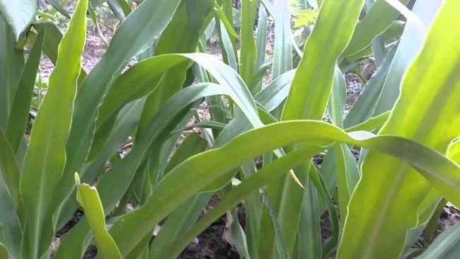 Foto Crinum latifolium L. yang indah.