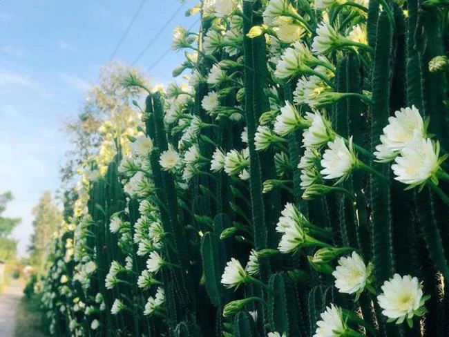 En güzel kaktüs çiçeklerinin görüntülerini birleştirmek